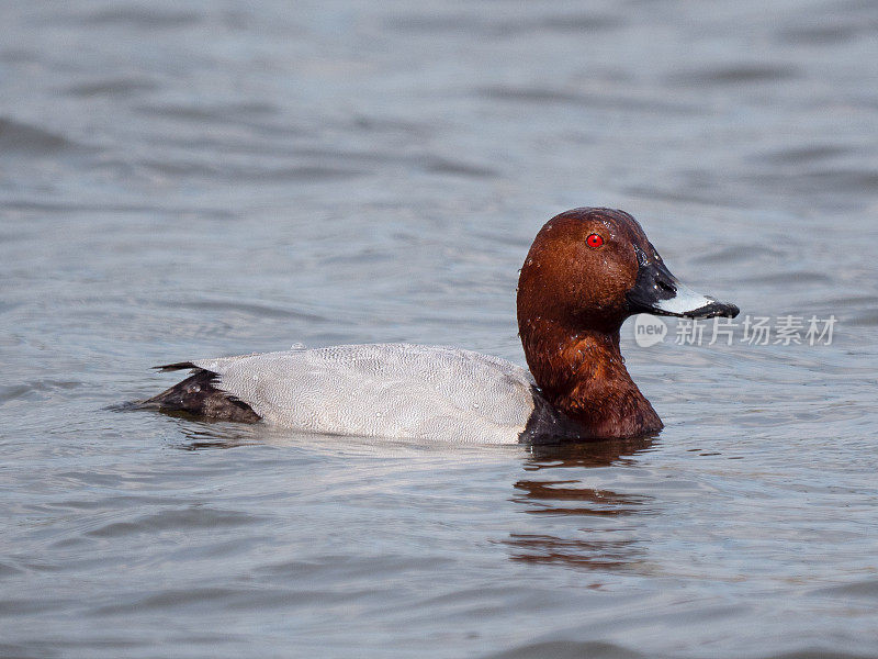 Tafeleend-普通Pochard，Aythya ferina - Eenden（Anatidae）